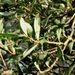 Persoonia arborea - Photo (c) Ken Harris EntSocVic,  זכויות יוצרים חלקיות (CC BY-NC), הועלה על ידי Ken Harris EntSocVic