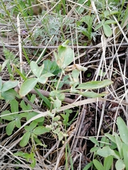 Gymnospermium altaicum