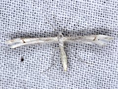 Stenoptilia phaeonephes