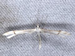Stenoptilia phaeonephes