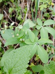 Gymnospermium altaicum