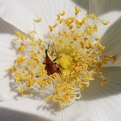 Merhynchites bicolor