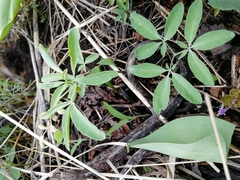 Gymnospermium altaicum