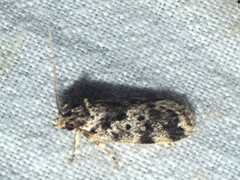 Barea atmophora