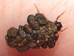 Tasimia
