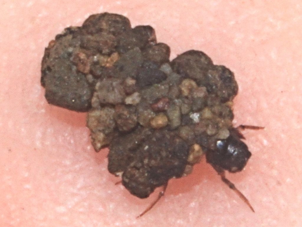 Tasimia