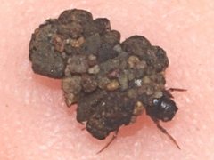Tasimia