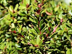 Tasmannia vickeriana