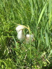 Eriophorum viridicarinatum