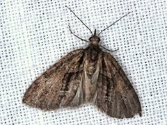 Microdes melanocausta