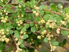 Pomaderris elachophylla