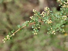 Pomaderris elachophylla