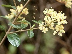 Pomaderris vacciniifolia