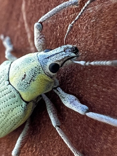 Blue-Green Citrus Root Weevil photo 3