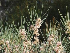 Hakea cycloptera