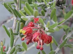 Grevillea saccata