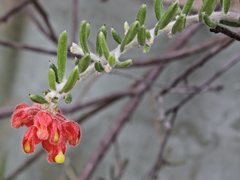 Grevillea saccata