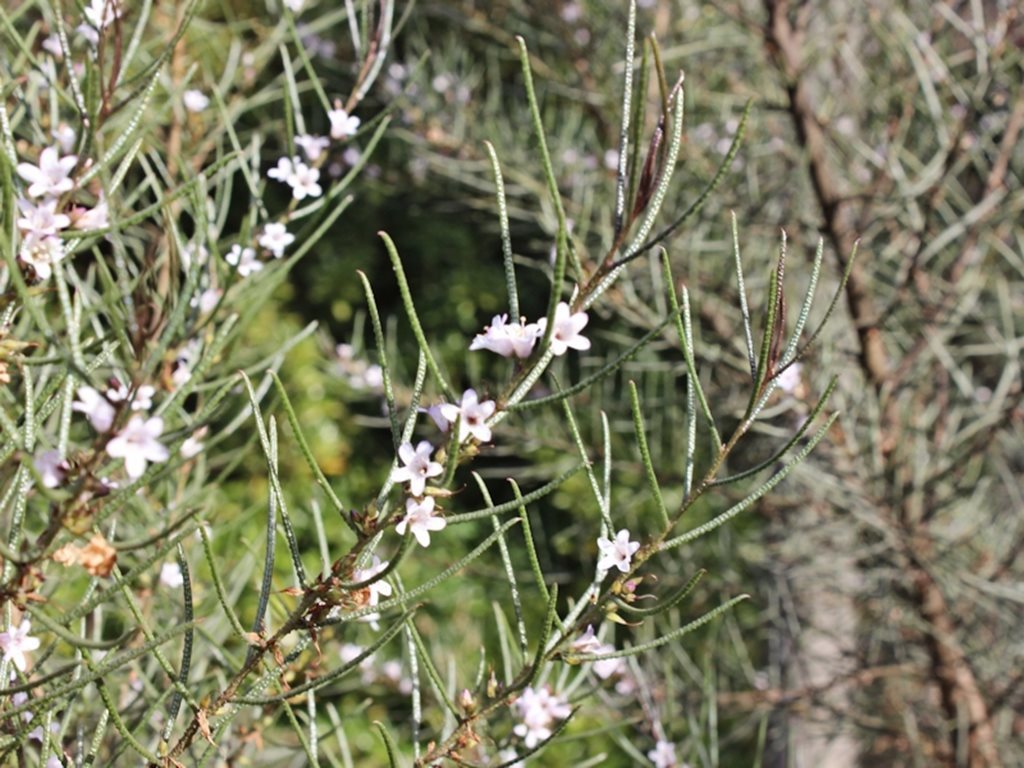 Myoporum turbinatum