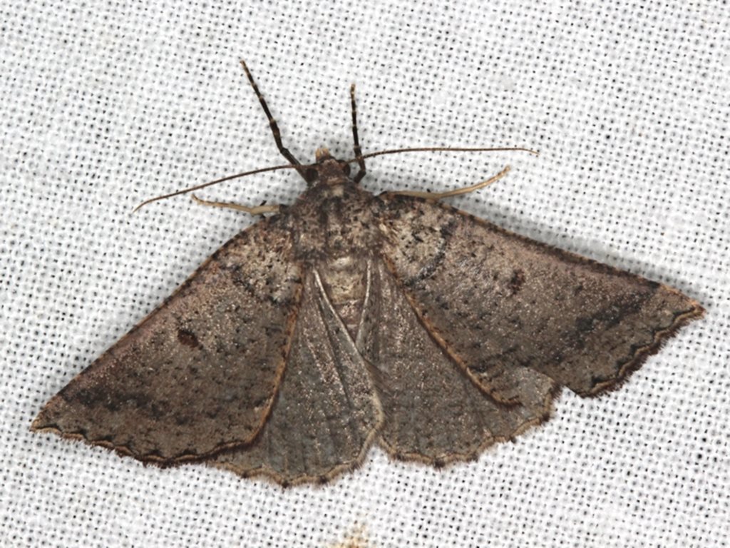 Divided-spot Cape Moth