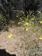 Hesperolinon breweri