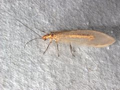 Stenolysmus extraneus