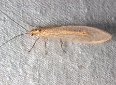 Stenolysmus extraneus