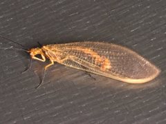 Stenolysmus extraneus
