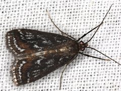 Parapoynx tullialis