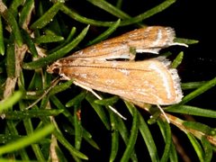 Parapoynx tullialis