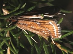Parapoynx tullialis