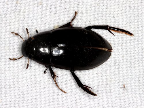 Latipalpus