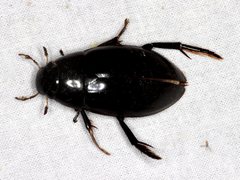 Hydrophilus latipalpus