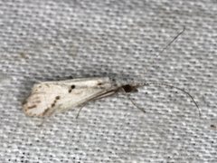 Asmicridea edwardsii