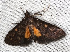 Eurybela trophoessa