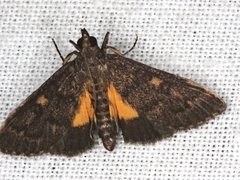 Eurybela trophoessa