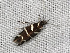 Macrobathra anacampta