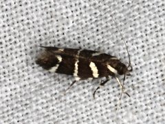 Macrobathra anacampta