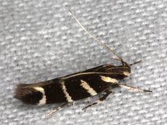 Macrobathra anacampta