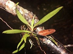 Plectorrhiza tridentata