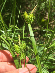 Carex flava