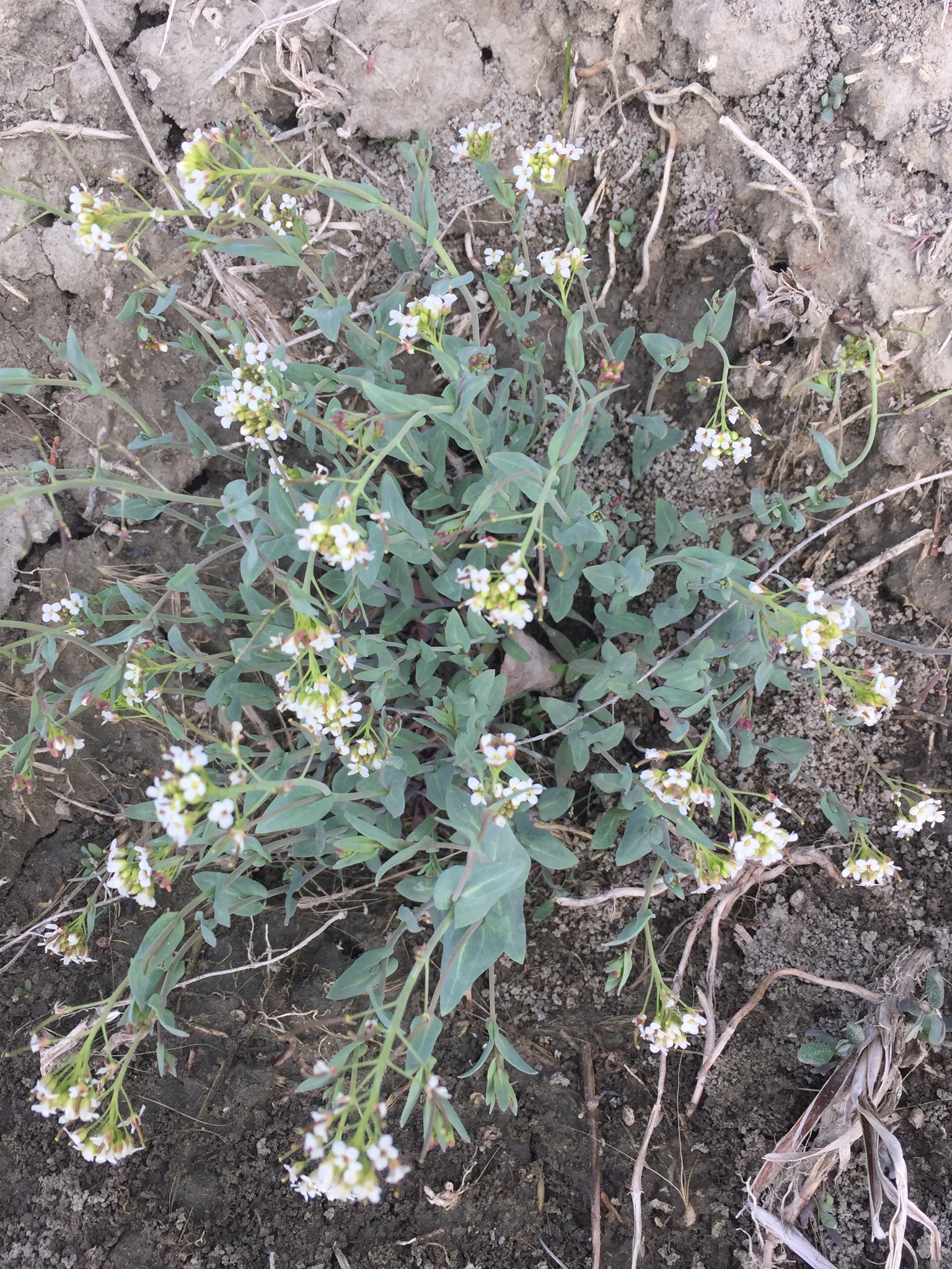 Eutrema salsugineum