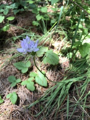 Allium unifolium