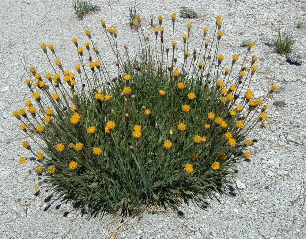 Raillardella scaposa