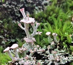 Cladonia rappii