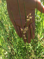 Juncus balticus