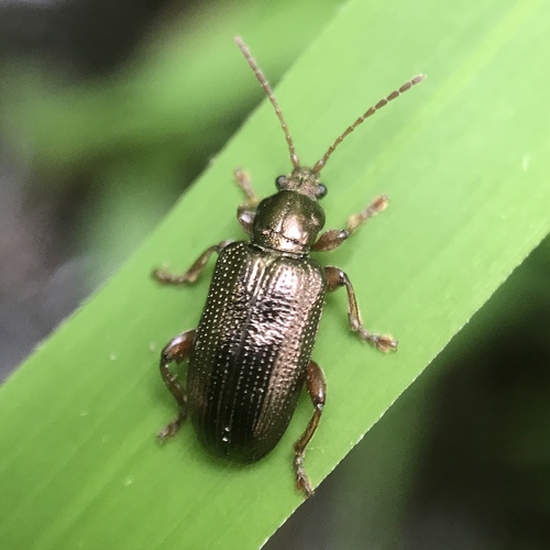 Red Aquatic Leaf Beetle photo 3