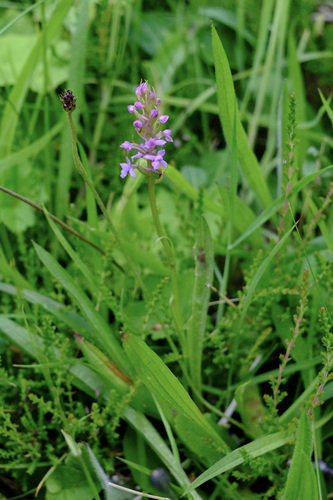 Image of Heath fragrant orchid by (c) Fraser Higgins, some rights reserved (CC BY)