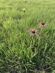 Echinacea simulata