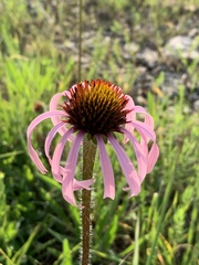 Echinacea simulata