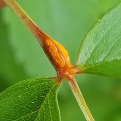 Phragmidium mucronatum